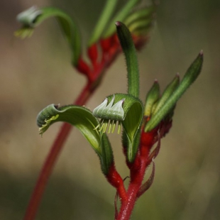 Anigozanthus manglesii